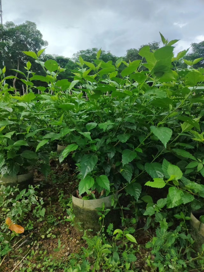 红花重瓣扶桑布袋苗基地直销质量优质欢迎老板来电洽谈