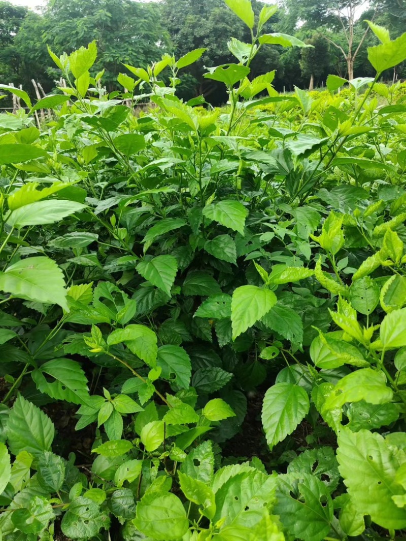 红花重瓣扶桑布袋苗基地直销质量优质欢迎老板来电洽谈