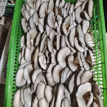 新鲜平菇，可视频看货，量大从优，欢迎大家前来选购。