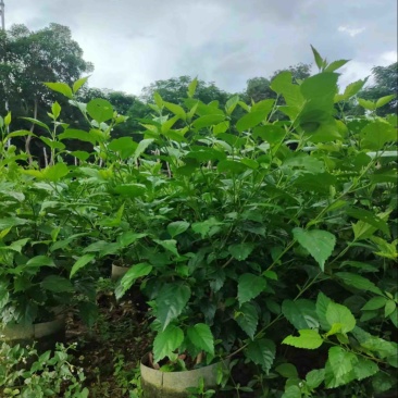 红花重瓣扶桑布袋苗基地直销质量优质欢迎老板来电洽谈
