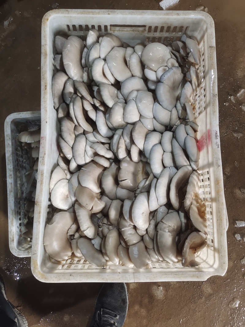 新鲜平菇，可视频看货，量大从优，欢迎大家前来选购。
