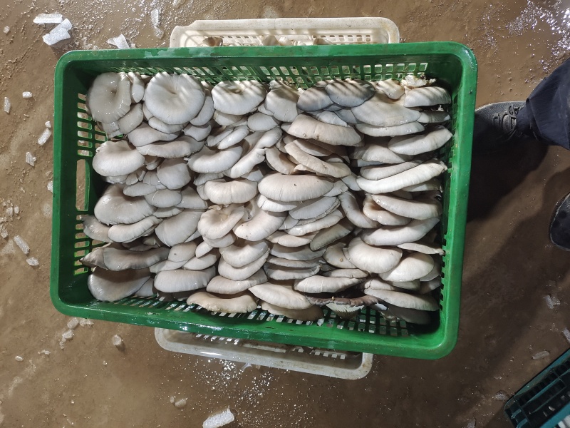 新鲜平菇，可视频看货，量大从优，欢迎大家前来选购。