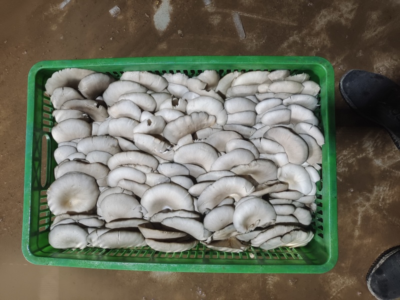 新鲜平菇，可视频看货，量大从优，欢迎大家前来选购。
