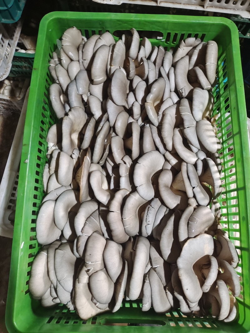 新鲜平菇，可视频看货，量大从优，欢迎大家前来选购。