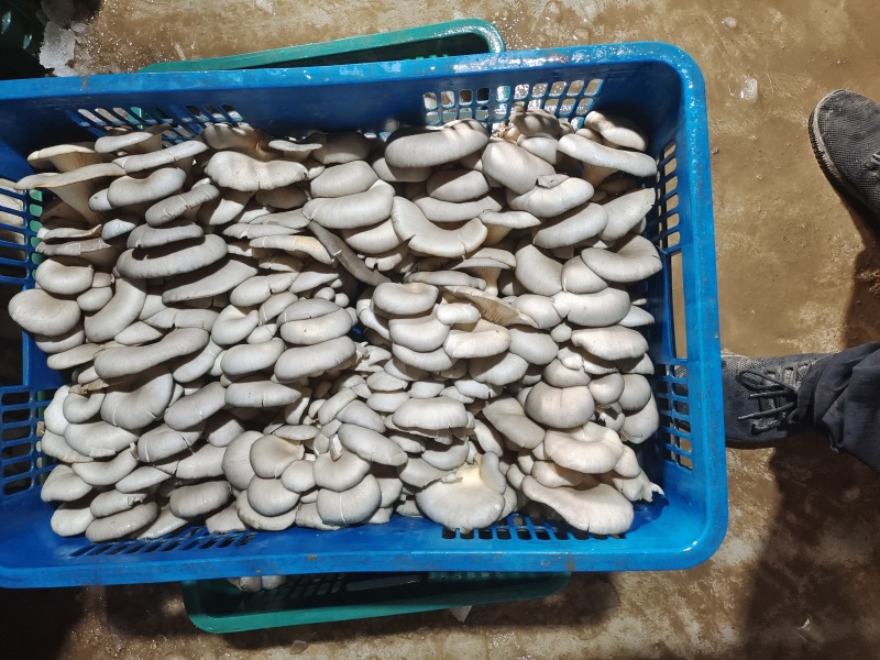 新鲜平菇，可视频看货，量大从优，欢迎大家前来选购。