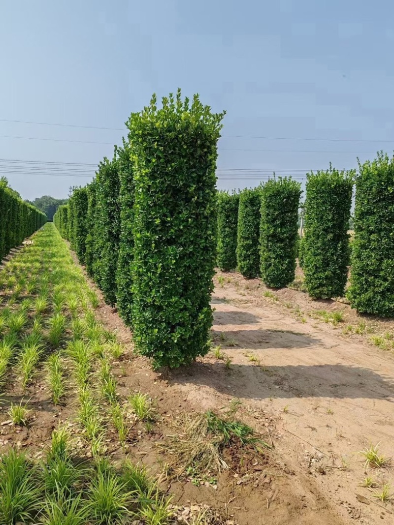 大叶黄杨柱子型/非洲茉莉柱子型/红继木柱子型基地直销