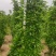 大叶黄杨柱子型/非洲茉莉柱子型/红继木柱子型基地直销