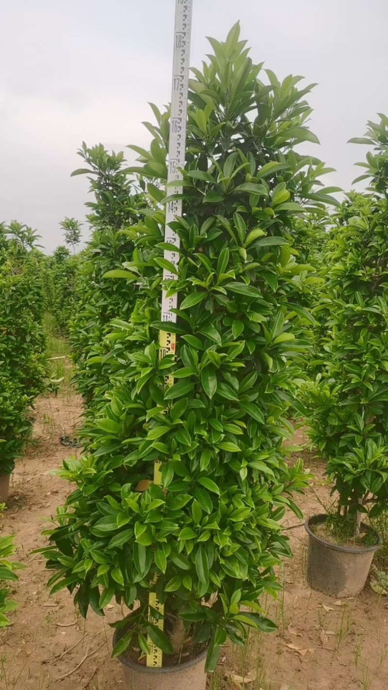 大叶黄杨柱子型/非洲茉莉柱子型/红继木柱子型基地直销