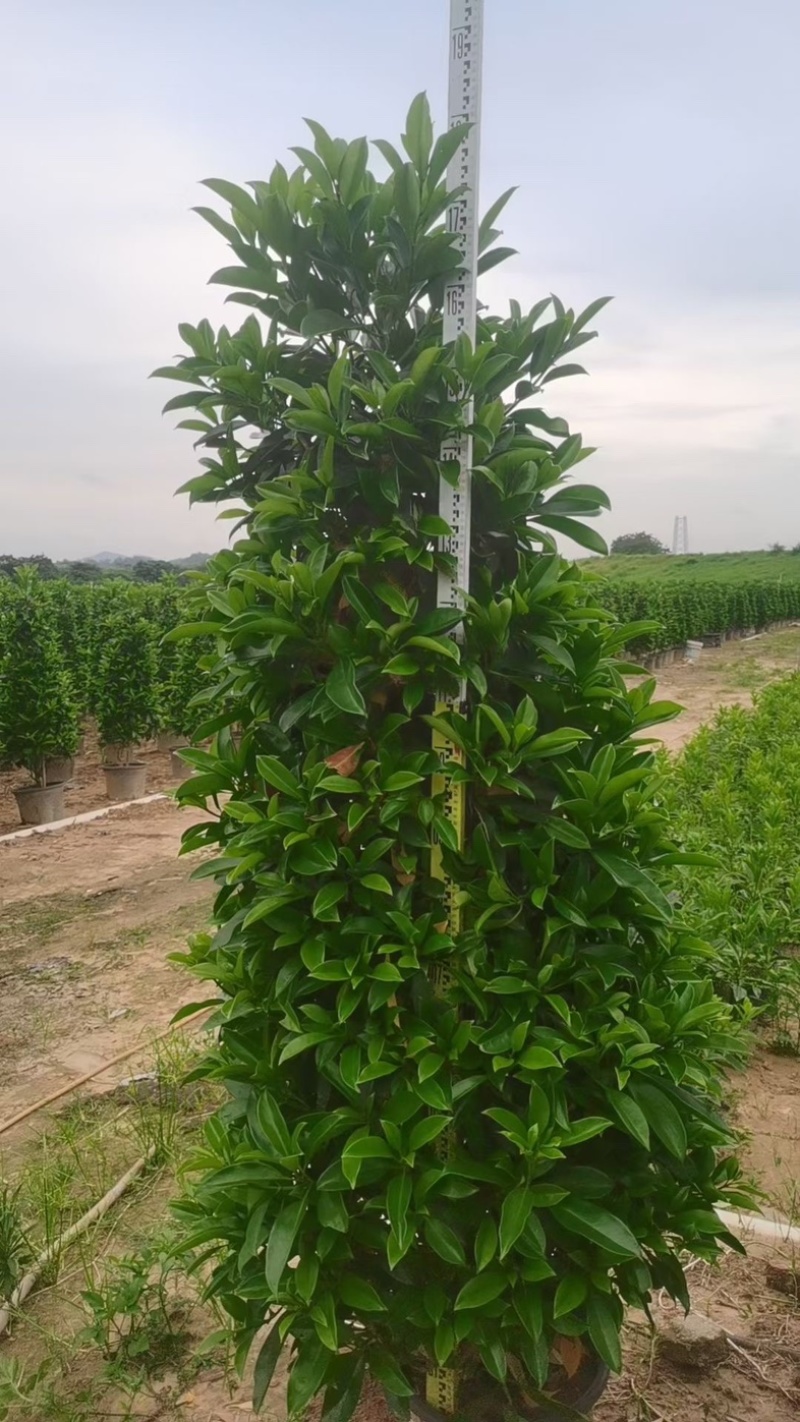 大叶黄杨柱子型/非洲茉莉柱子型/红继木柱子型基地直销