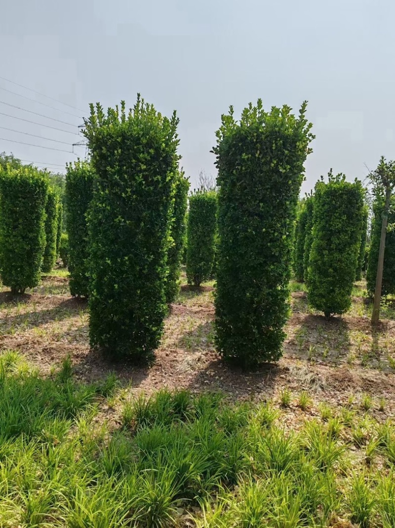 大叶黄杨柱子型/非洲茉莉柱子型/红继木柱子型基地直销
