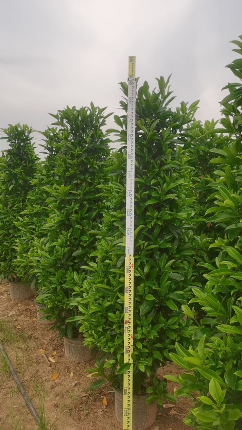 大叶黄杨柱子型/非洲茉莉柱子型/红继木柱子型基地直销