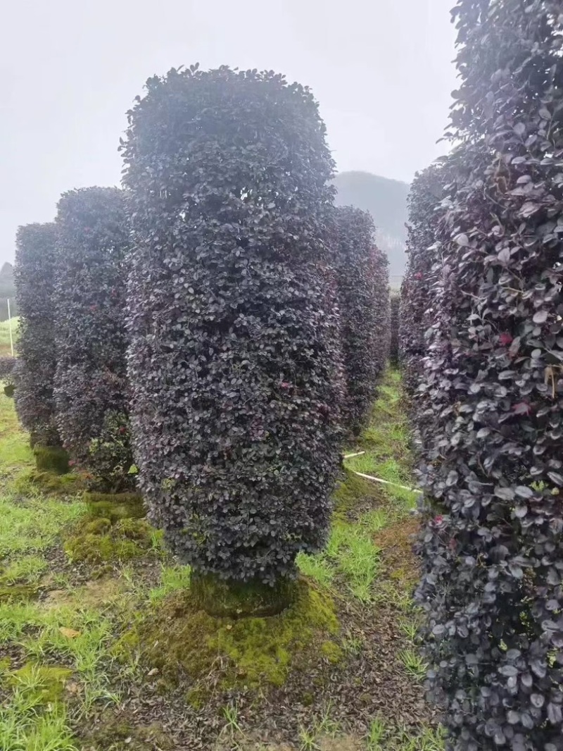 大叶黄杨柱子型/非洲茉莉柱子型/红继木柱子型基地直销