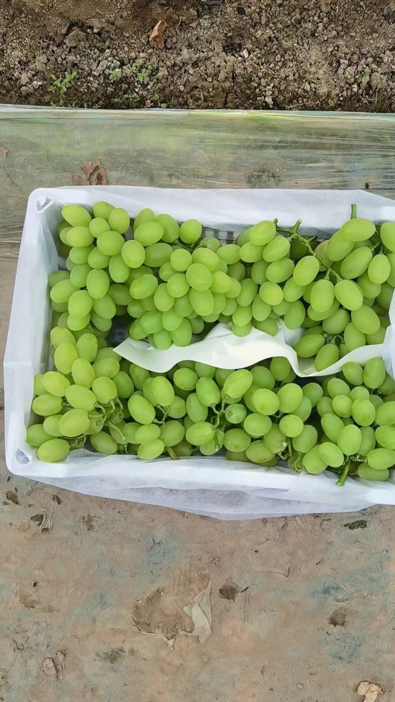 河北青提维多利亚葡萄大量上市万亩葡萄基地产地直发
