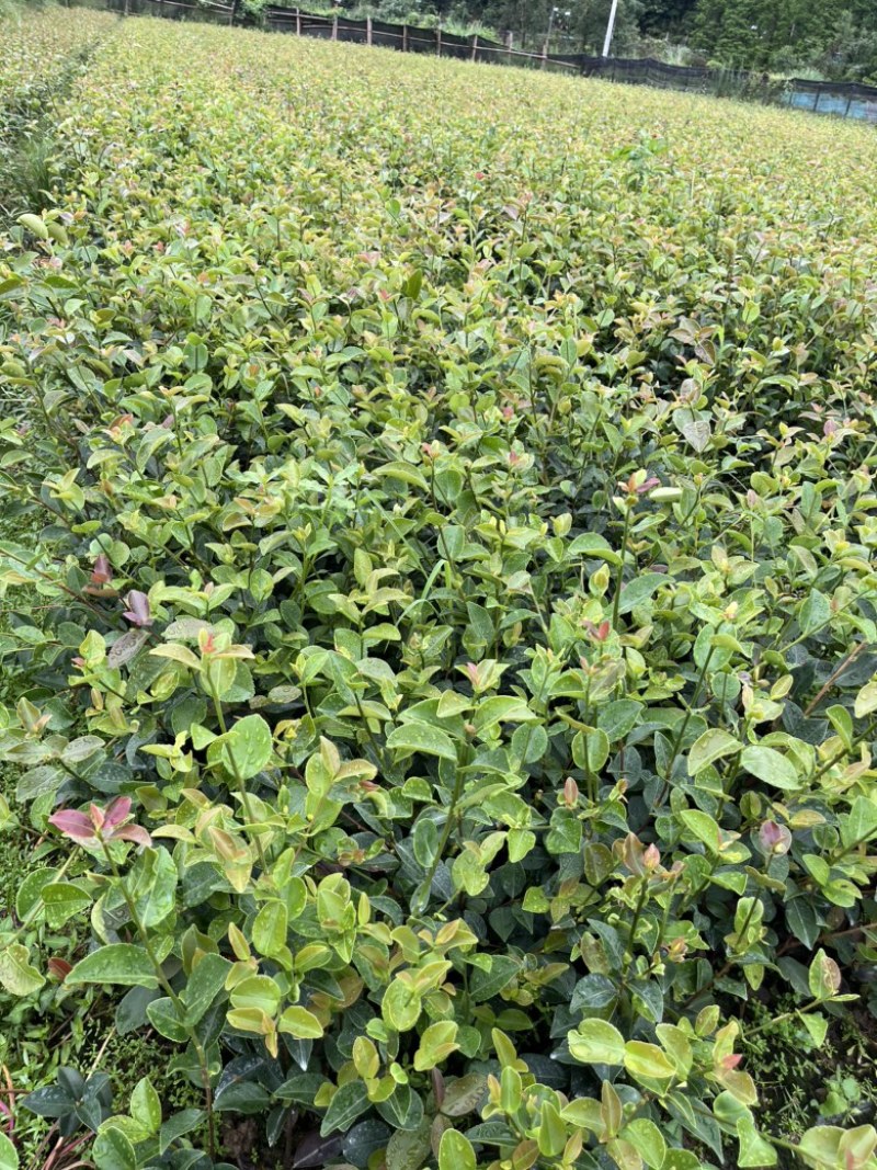 长林系嫁接油茶苗，长期有货！有需要的老板随时联系。