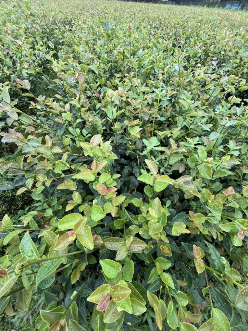 长林系嫁接油茶苗，长期有货！有需要的老板随时联系。