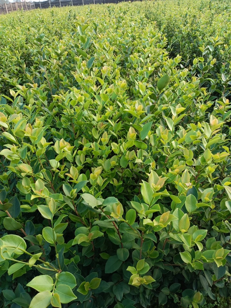 长林系嫁接油茶苗，长期有货！有需要的老板随时联系。