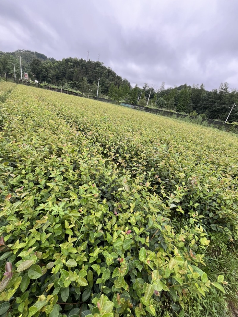 长林系嫁接油茶苗，长期有货！有需要的老板随时联系。