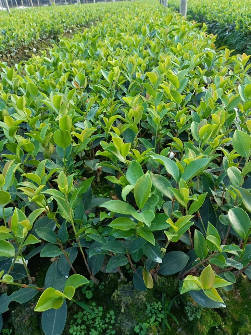 长林系嫁接油茶苗，长期有货！有需要的老板随时联系。