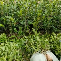 长林系嫁接油茶苗，长期有货！有需要的老板随时联系。