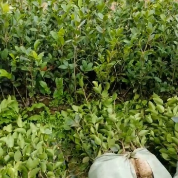 长林系嫁接油茶苗，长期有货！有需要的老板随时联系。