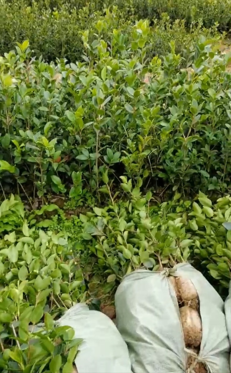 长林系嫁接油茶苗，长期有货！有需要的老板随时联系。