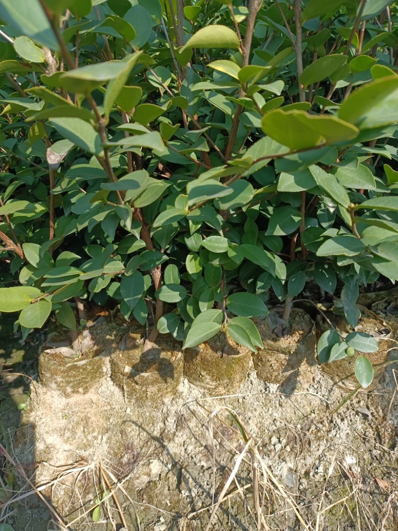 长林系嫁接油茶苗，长期有货！有需要的老板随时联系。