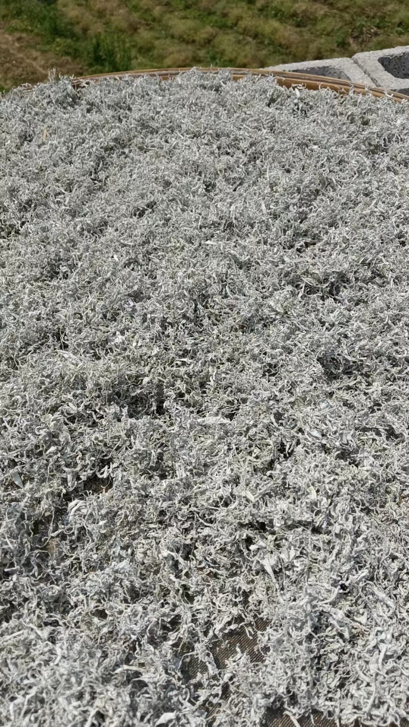 莓茶一手货源保质保量供应市场商超电商量大价优