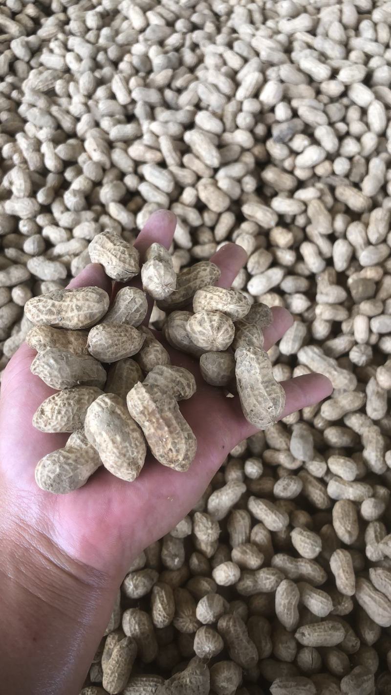 （推荐）广西花生精品花生货源充足现货现发诚信经营