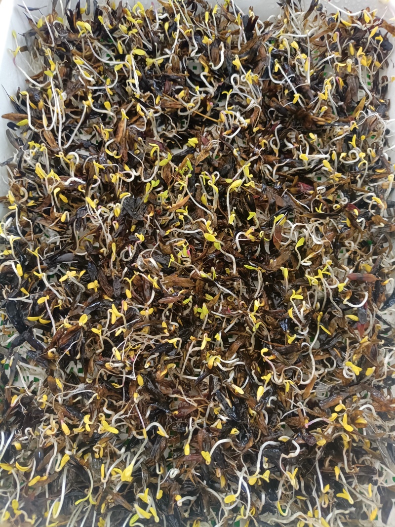 全干小叶板蓝根