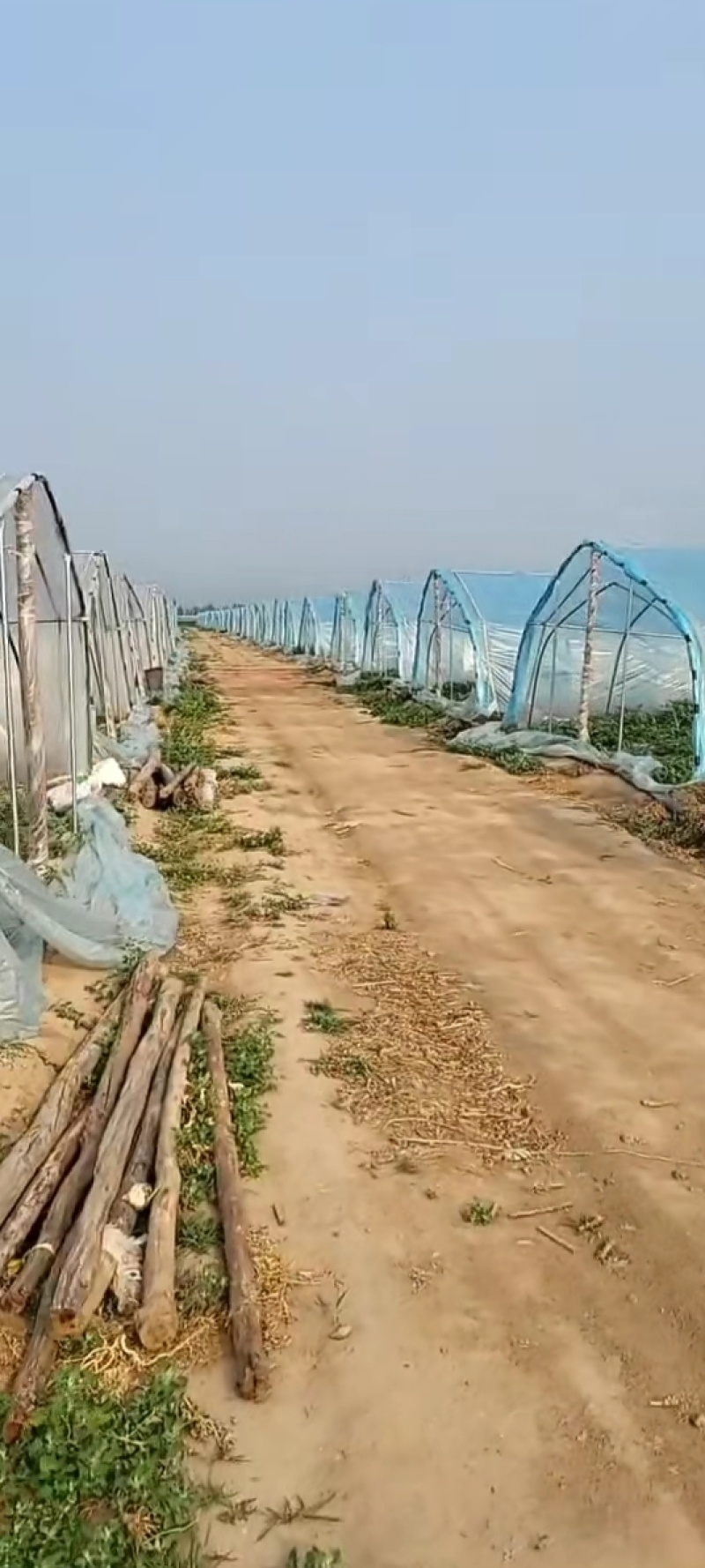 （麒麟美都）大量麒麟上市，诚信为本，质量三包