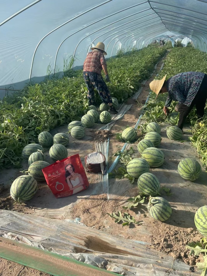 （麒麟美都）大量麒麟上市，诚信为本，质量三包