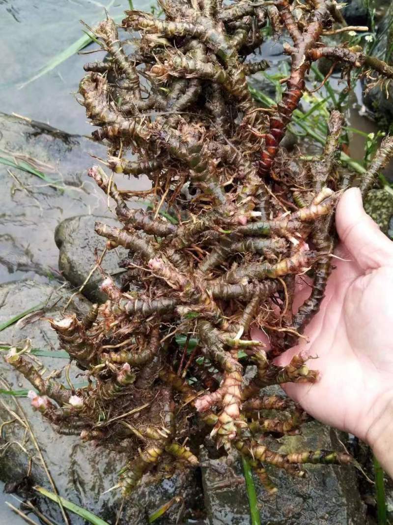 石菖蒲精选干货