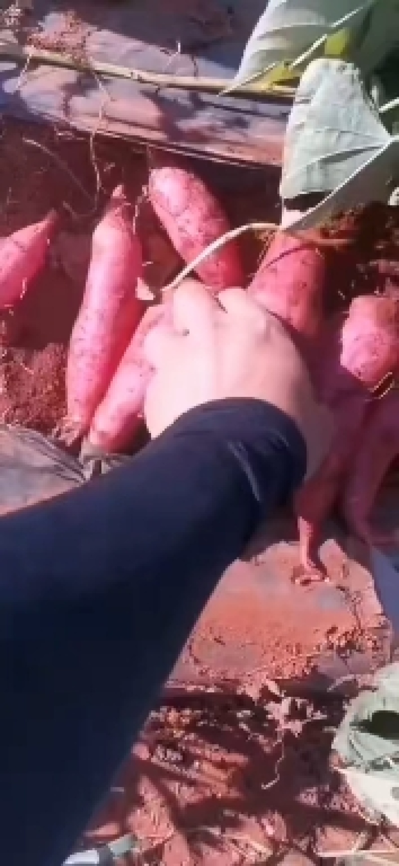 西瓜红