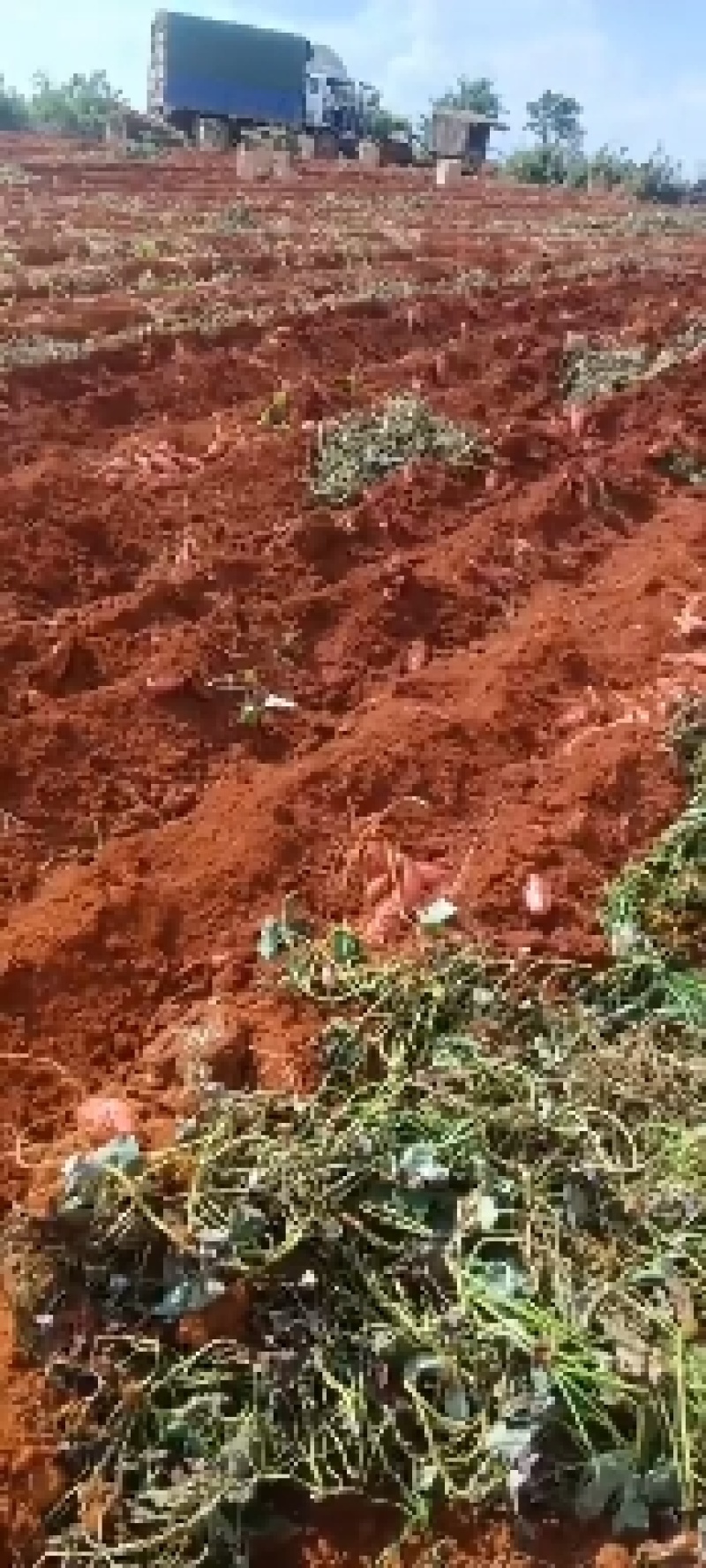 西瓜红