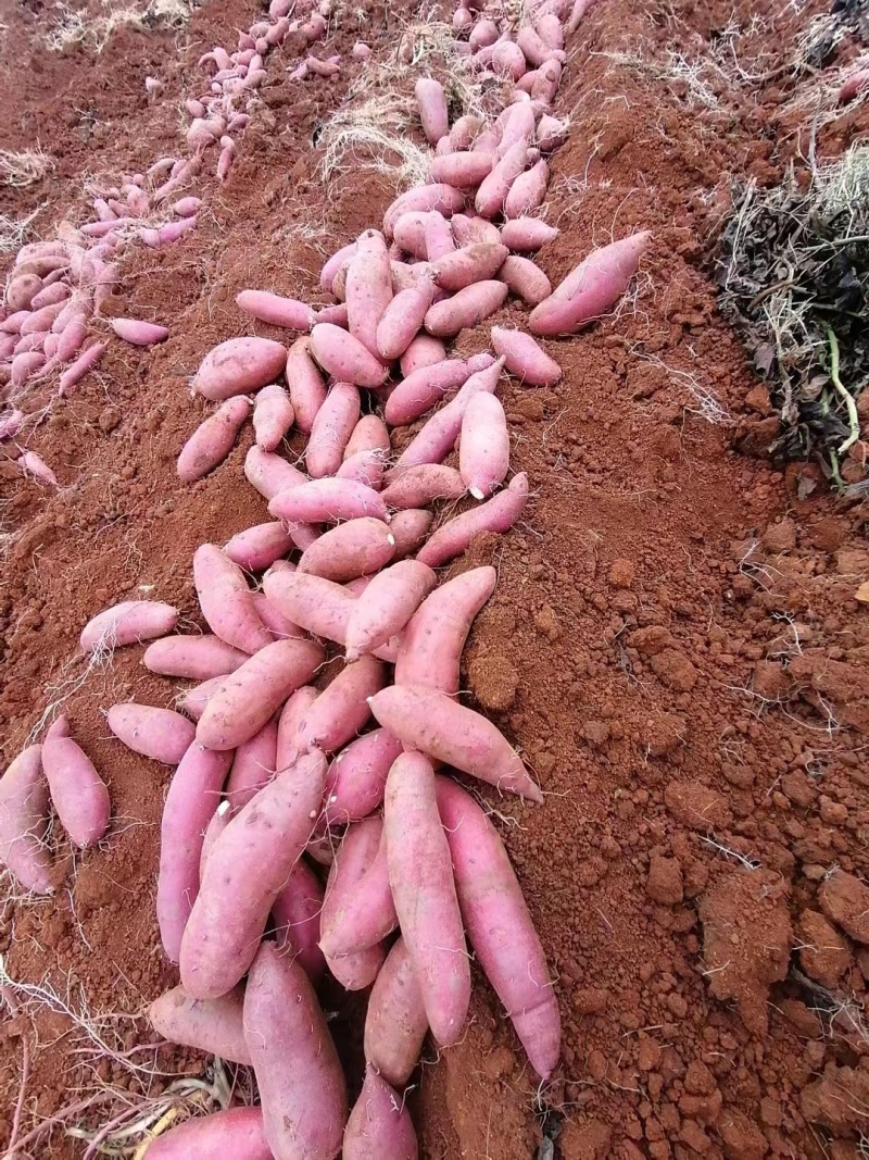 西瓜红