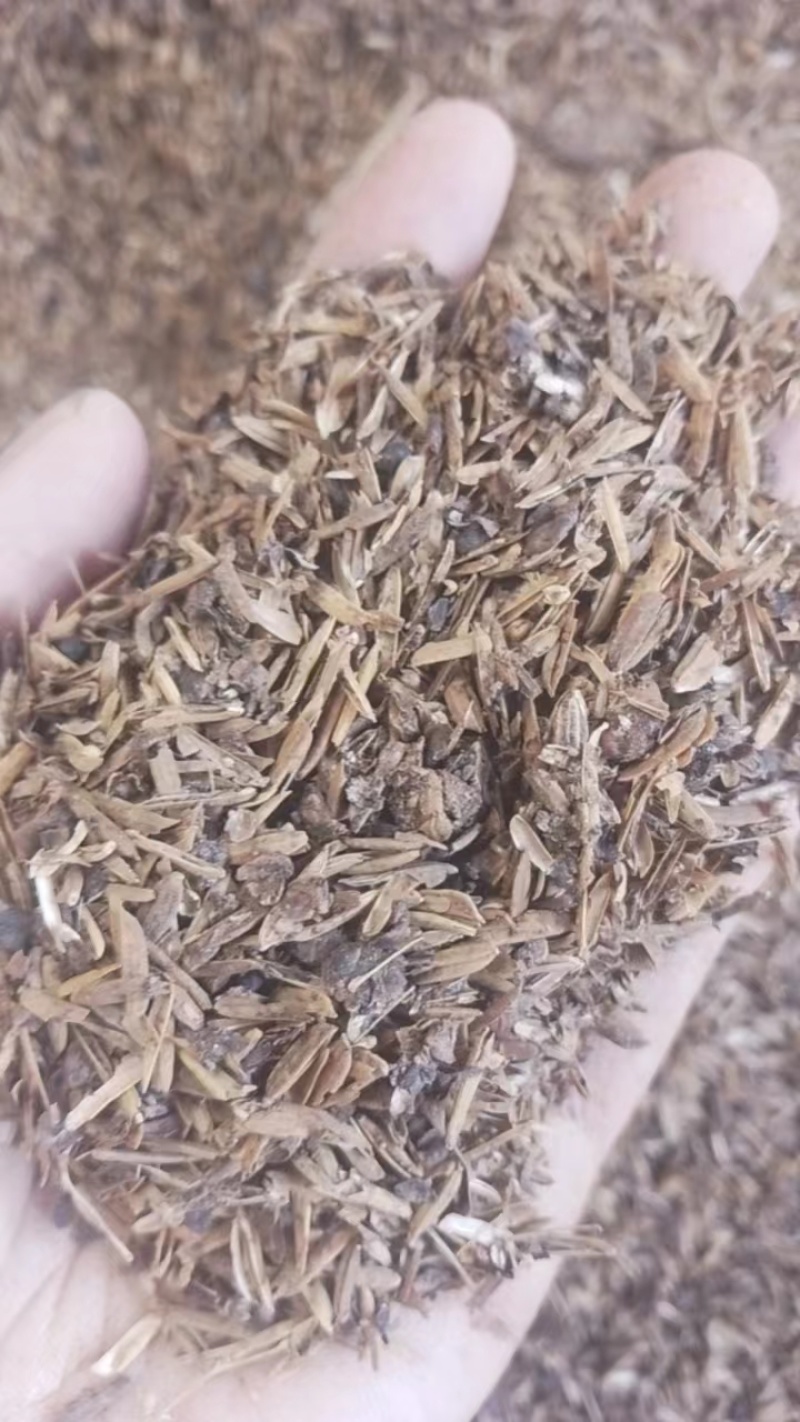 新鲜高粱酒糟烘干酒糟出售。