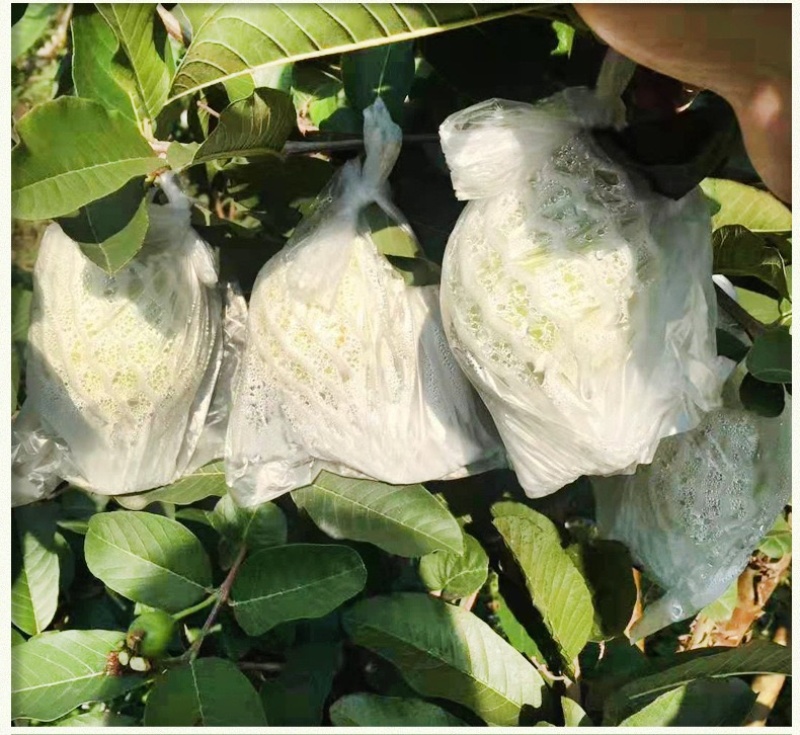 新鲜应季红心芭乐白心芭乐脆甜多汁每天现摘现发