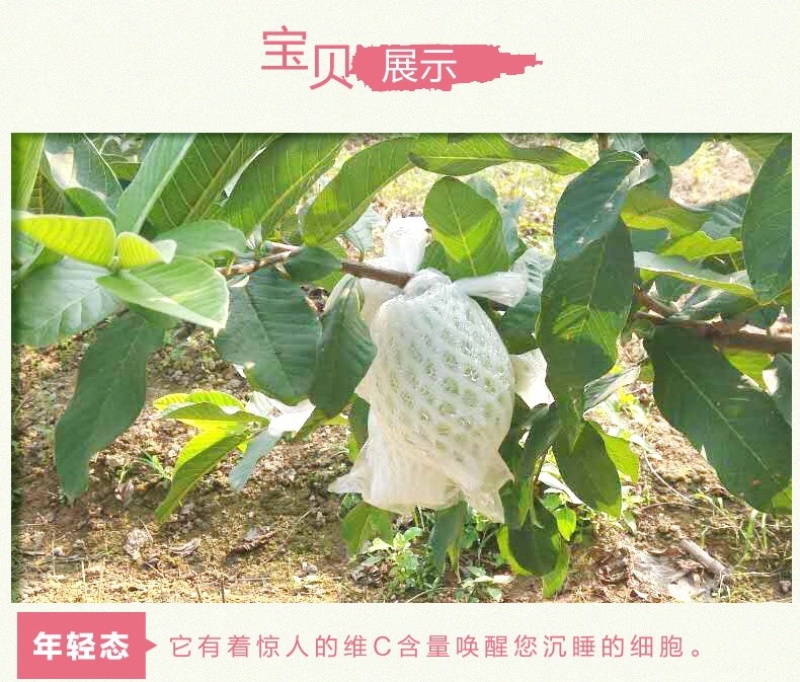 新鲜应季红心芭乐白心芭乐脆甜多汁每天现摘现发