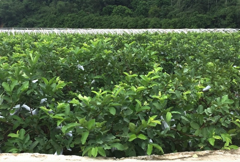 新鲜应季红心芭乐白心芭乐脆甜多汁每天现摘现发