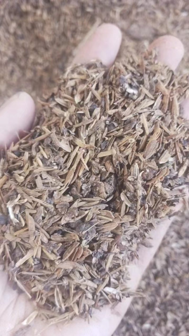 烘干酒糟出售。