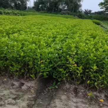 大量出售黄栀子苗，水栀子苗根系发达，质优价廉，