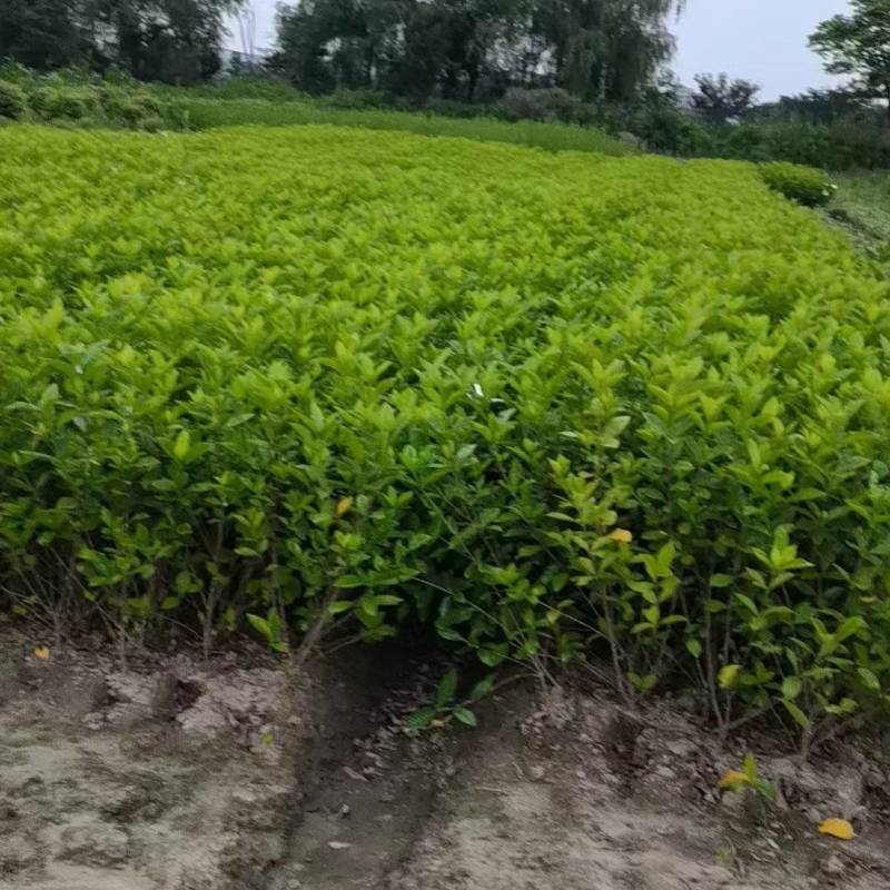 大量出售黄栀子苗，水栀子苗根系发达，质优价廉，