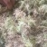 海花草，贵州省惠水县九龙寺，自产自销，价格实惠，批发