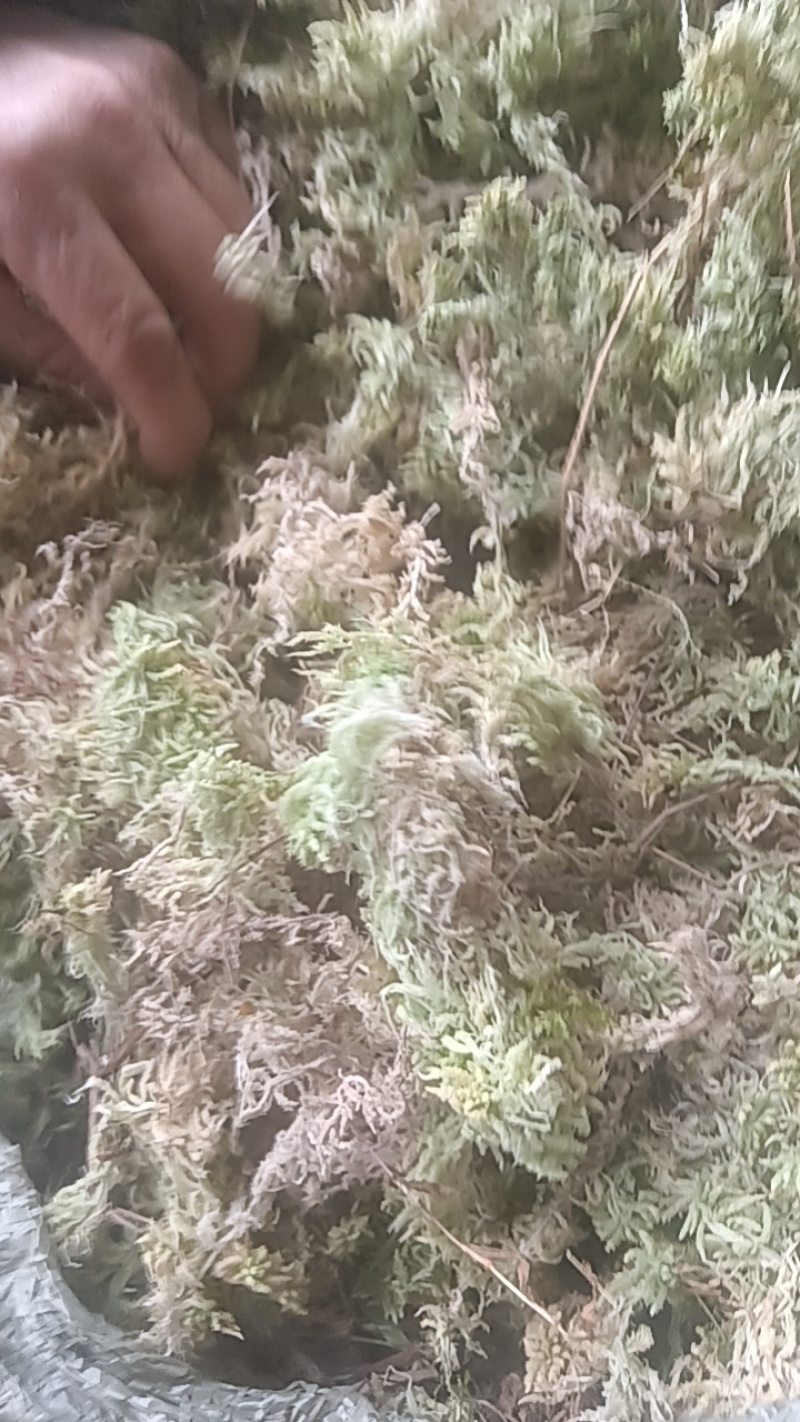 海花草，贵州省惠水县九龙寺，自产自销，价格实惠，批发