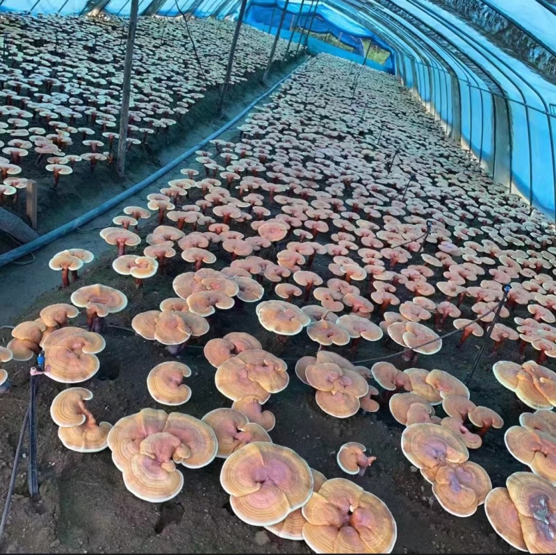 东北优质灵芝孢子粉支持定制大量批发零售一件代发
