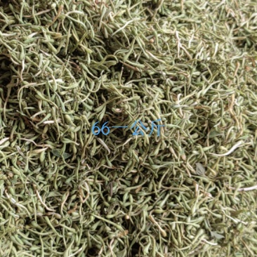 特级金银花毛尖颜色好颗粒长无碎无硫药食同源价格美丽