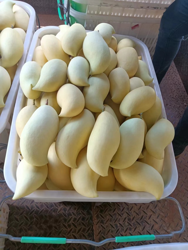 鹰嘴攀枝花芒果大脸芒凯特光果白袋凯特黄袋凯特黄袋晒果