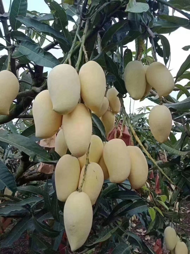 鹰嘴攀枝花芒果大脸芒凯特光果白袋凯特黄袋凯特黄袋晒果