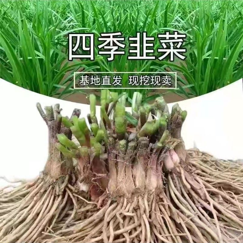 河北韭菜根基地现挖现发韭菜苗