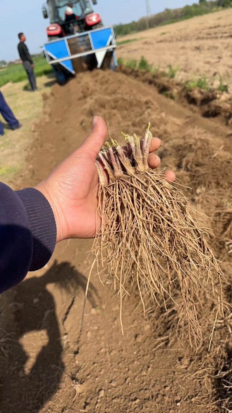 河北韭菜根基地现挖现发韭菜苗